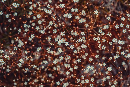 Small little flora
