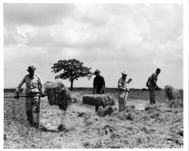 Array farm hay photo