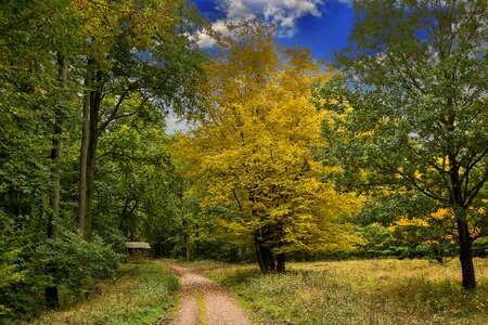 Leaves colorful autumn forest photo