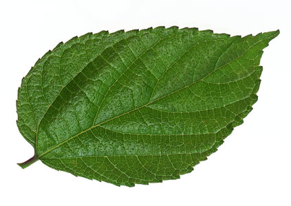 One green leaf on white backgro