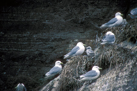 Black-legged kittiwakes and young nesting on cliff edge photo