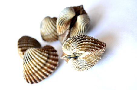 Shell photo