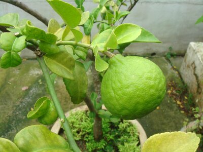 Fruit green tree