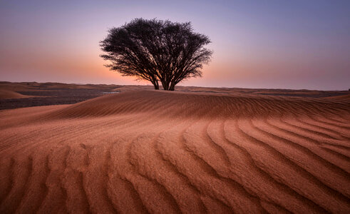 Tree in desert landscape
