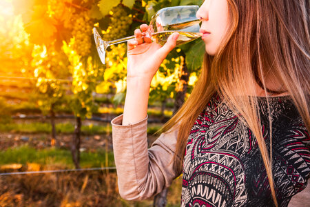 Gorgeous brunette woman having wine fun in the vineyards