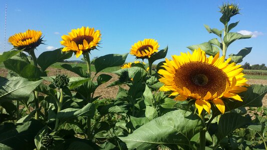 Flower meadow yellow flower summer photo