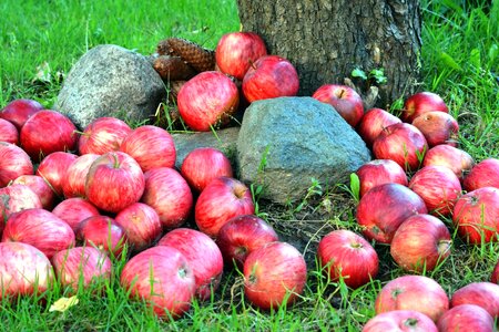 Agriculture apples fruit