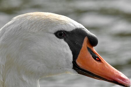 Beautiful head bird photo