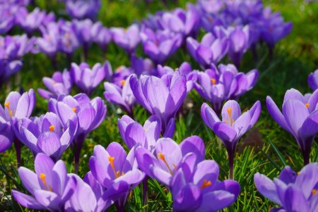 Spring frühlingsblüher violet photo