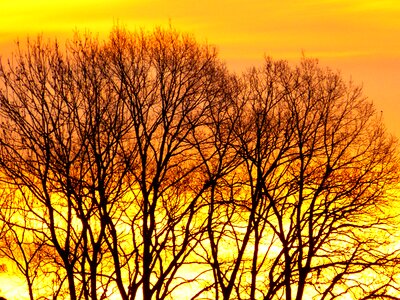 Sky trees morgenstimmung photo