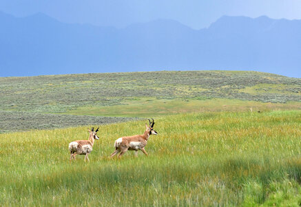 Pronghorns on Arapaho 