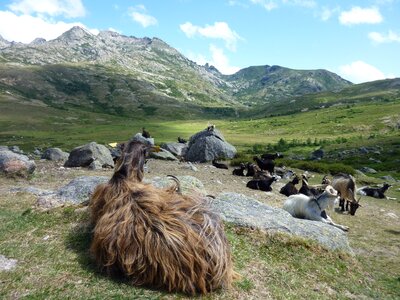 Animal wildlife zoology photo