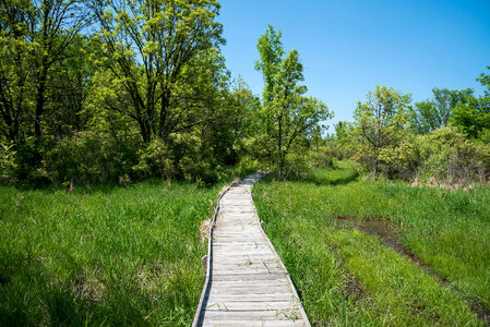 Boardwalk on the trail