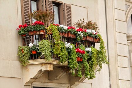 Balcony window box flower photo