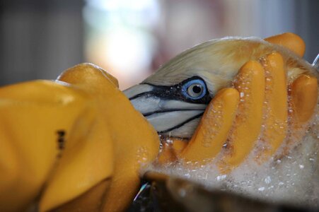 Gannet  