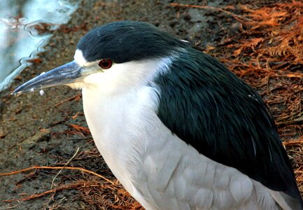 Bird heron photo