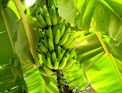 Banana beautiful photo dark green
