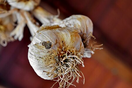 Spice garlic nature