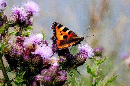 Color nature maple butterfly photo