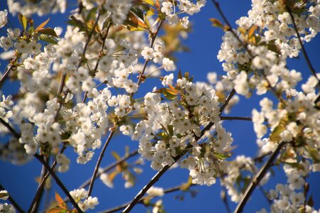 White garden plant