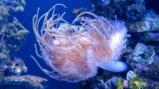 Underwater reef tropical