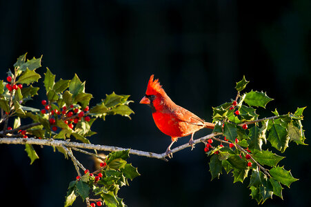 Male Northern Cardinal on Branch of Holly Tree photo