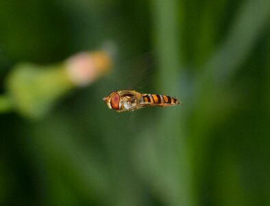 Diptera episyrphus balteatus