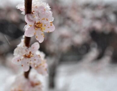 Branch blossom petal photo