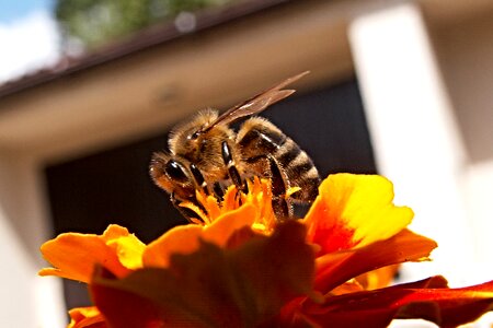 Honey bee afrikaner flower photo