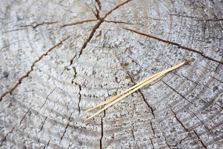 Coniferous tree trunk needles photo