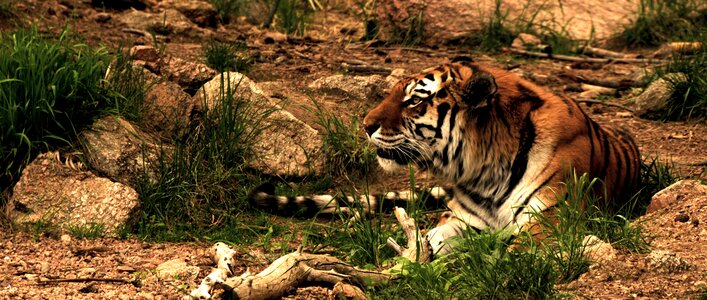 Tiger feline siberian tiger photo