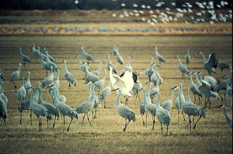 Crane whooping crane 