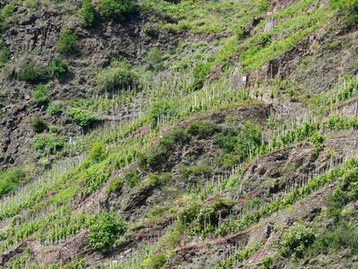 Wine steep location mosel photo