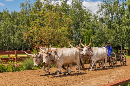 Hungarian animals pets