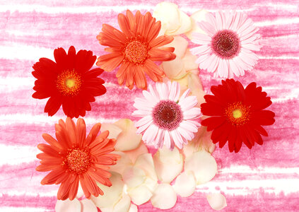 Daisy flowers background photo