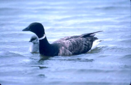 Bathe Branta bernicla duck