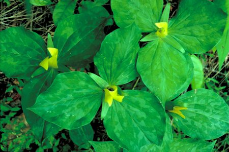 Greenery leaves trillium