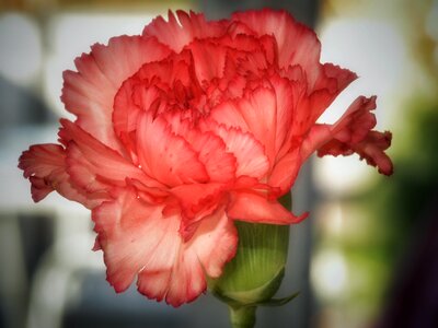 Macro carnation close up photo