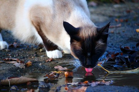 Drink tongue siamese cat