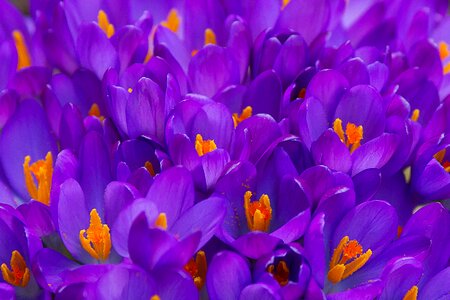 Plant purple flower