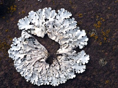 Cladonia Rangiferina lichen moss photo