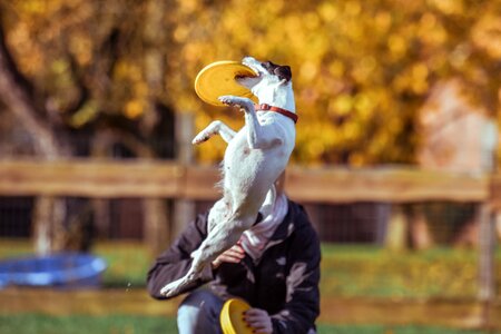 Dog Jumping Frisbee Happy photo