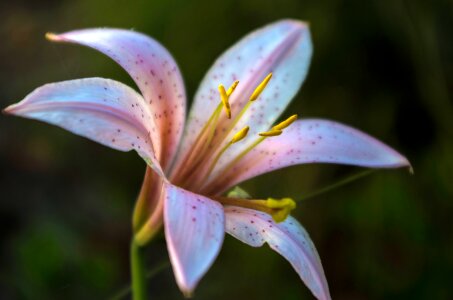 Blossom bloom petal