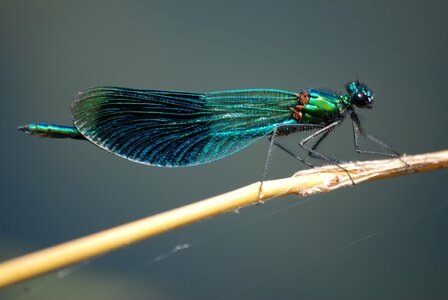 Macro calopteryx splendens banded photo