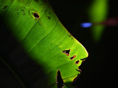 Transparent light green frame photo