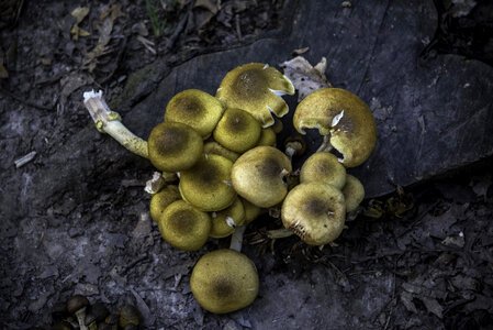 Group of Mushrooms next to tree stump photo