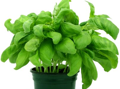 Aromatic basil flora photo