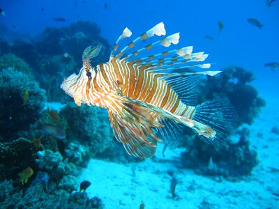 Reef marine swimming
