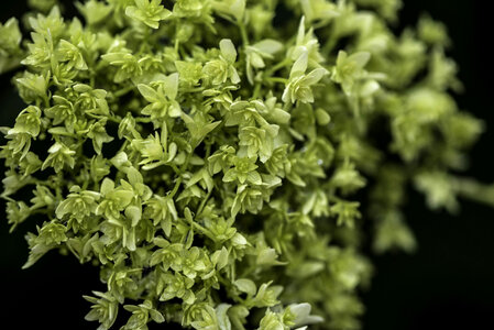 Green Leaves on a plant
