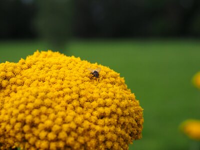 Blossom bloom fly